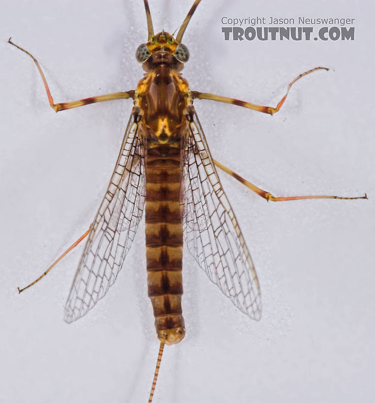 Female Maccaffertium vicarium (March Brown) Mayfly Spinner from the Namekagon River in Wisconsin