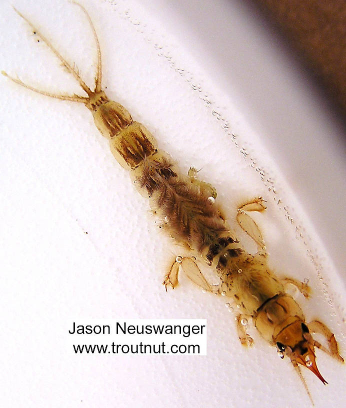 Ephemera simulans (Brown Drake) Mayfly Nymph from the Namekagon River in Wisconsin