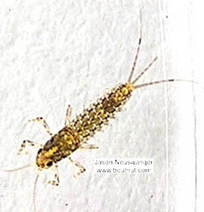 Baetidae (Blue-Winged Olives) Mayfly Nymph from the Namekagon River in Wisconsin