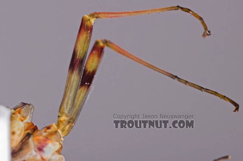 Female Maccaffertium vicarium (March Brown) Mayfly Spinner from the Namekagon River in Wisconsin