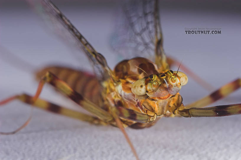 Female Maccaffertium vicarium (March Brown) Mayfly Spinner from the Namekagon River in Wisconsin