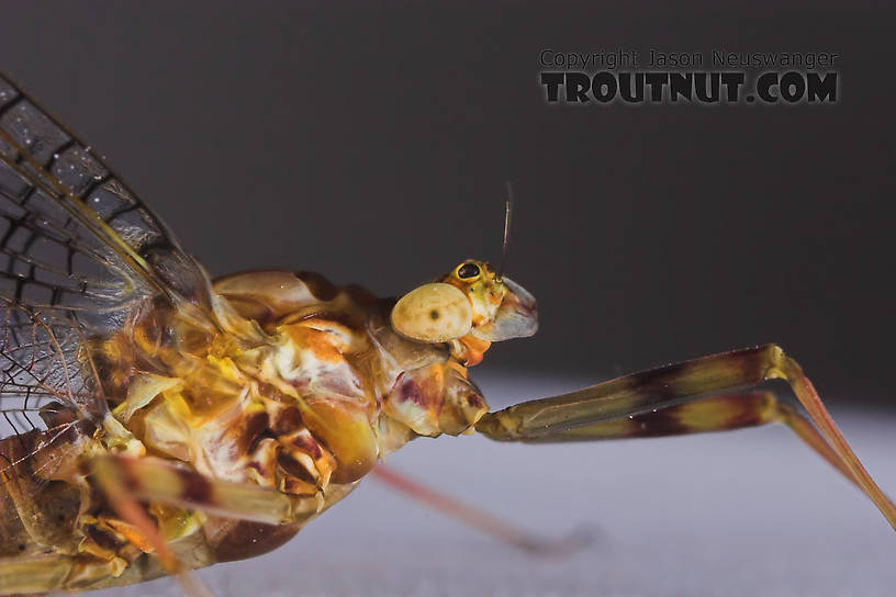 Female Maccaffertium vicarium (March Brown) Mayfly Spinner from the Namekagon River in Wisconsin