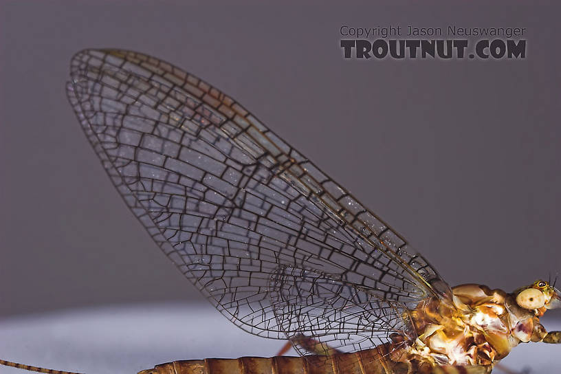 Female Maccaffertium vicarium (March Brown) Mayfly Spinner from the Namekagon River in Wisconsin