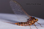 Female Baetisca laurentina (Armored Mayfly) Mayfly Spinner