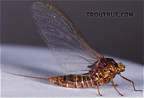 Female Baetisca laurentina (Armored Mayfly) Mayfly Spinner