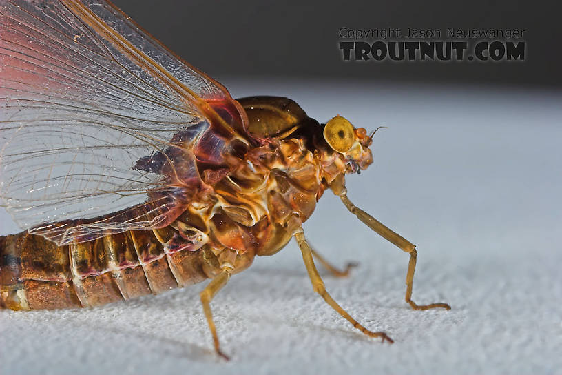 Female Baetisca laurentina (Armored Mayfly) Mayfly Spinner from the Namekagon River in Wisconsin