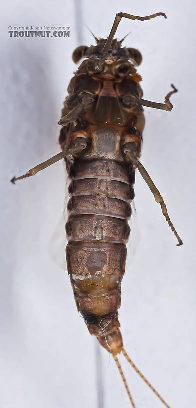 Female Baetisca laurentina (Armored Mayfly) Mayfly Spinner from the Namekagon River in Wisconsin