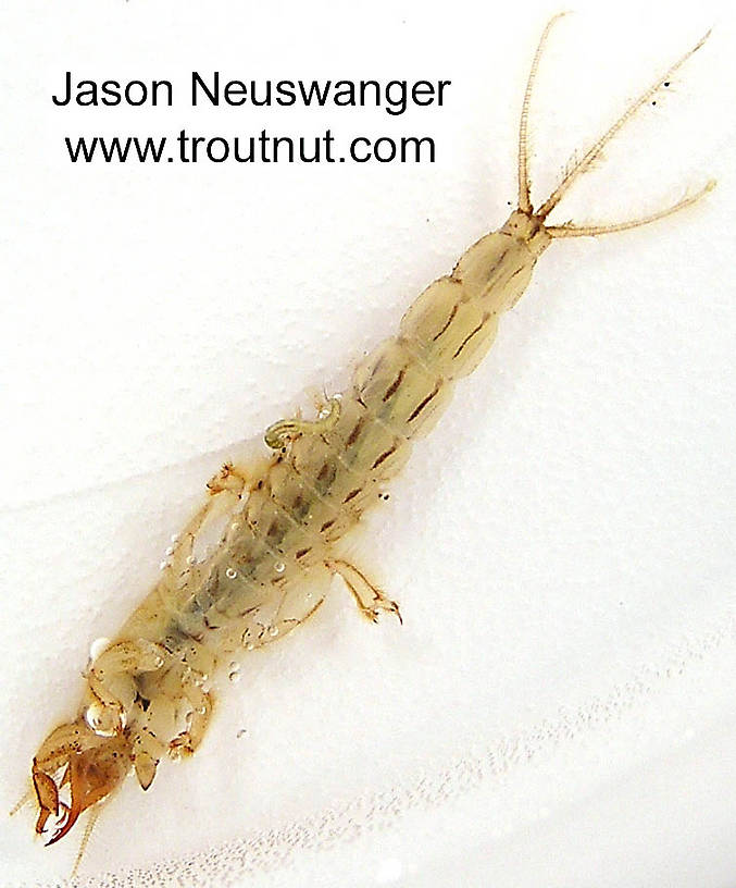 Ephemera simulans (Brown Drake) Mayfly Nymph from the Namekagon River in Wisconsin