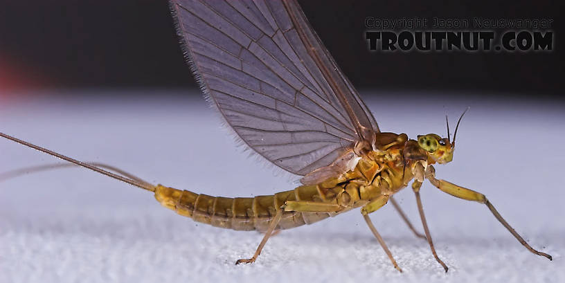 Female Baetidae (Blue-Winged Olives) Mayfly Dun from the Namekagon River in Wisconsin