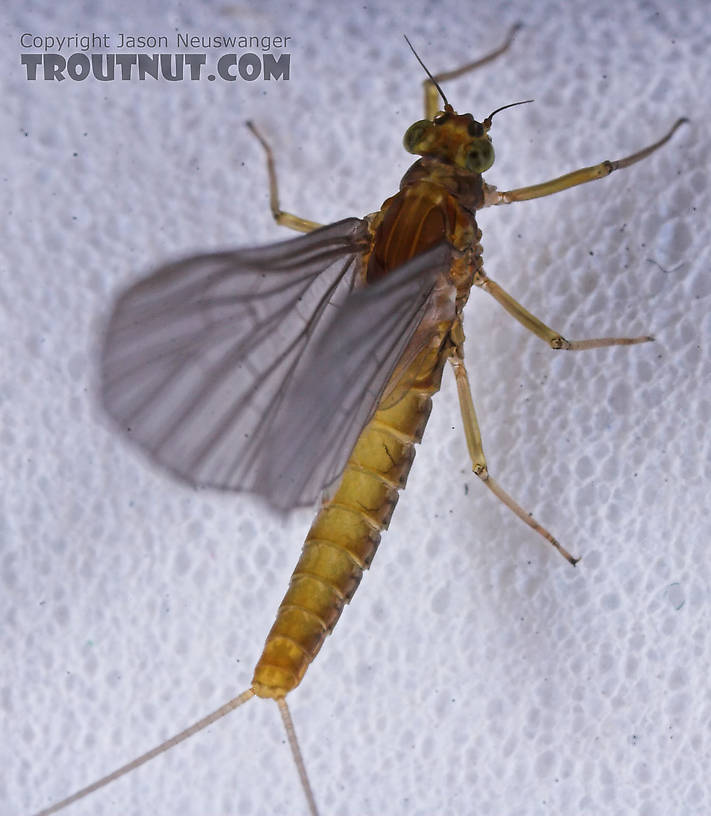 Female Baetidae (Blue-Winged Olives) Mayfly Dun from the Namekagon River in Wisconsin