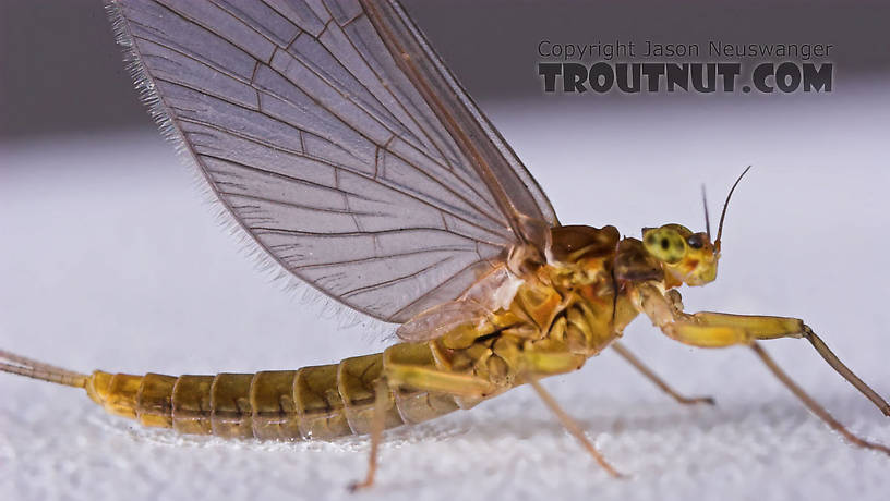 Female Baetidae (Blue-Winged Olives) Mayfly Dun from the Namekagon River in Wisconsin