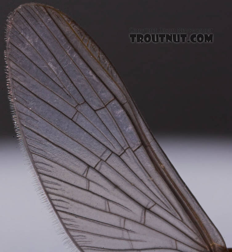 Female Baetidae (Blue-Winged Olives) Mayfly Dun from the Namekagon River in Wisconsin