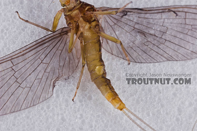 Female Baetidae (Blue-Winged Olives) Mayfly Dun from the Namekagon River in Wisconsin