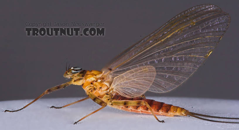 Female Epeorus vitreus (Sulphur) Mayfly Dun from the Namekagon River in Wisconsin