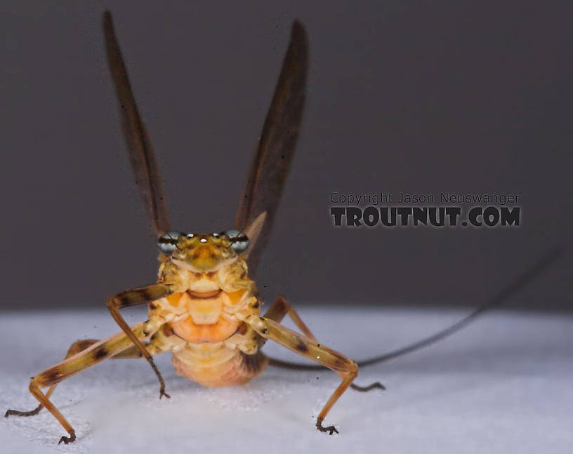 Female Epeorus vitreus (Sulphur) Mayfly Dun from the Namekagon River in Wisconsin