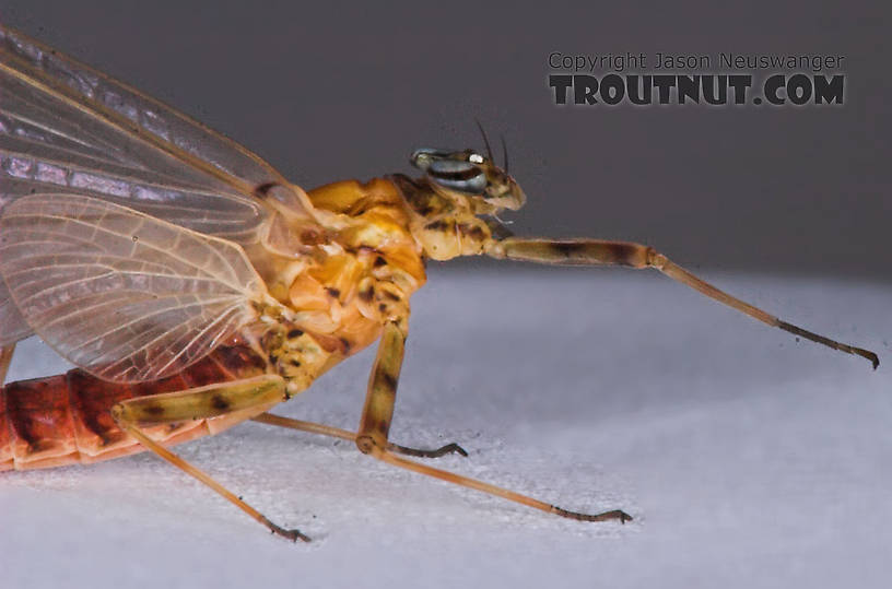 Female Epeorus vitreus (Sulphur) Mayfly Dun from the Namekagon River in Wisconsin