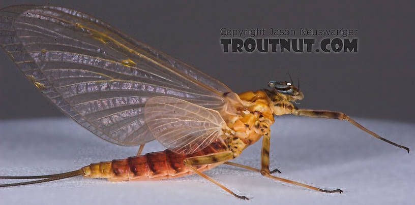 Female Epeorus vitreus (Sulphur) Mayfly Dun from the Namekagon River in Wisconsin