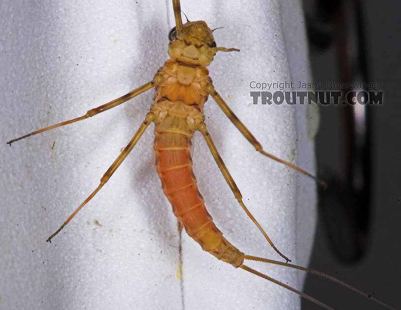 Female Epeorus vitreus (Sulphur) Mayfly Dun from the Namekagon River in Wisconsin