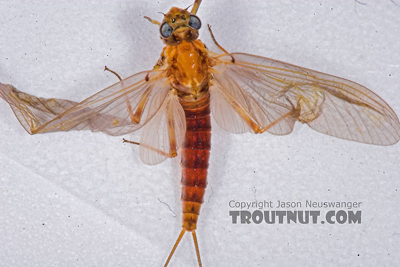 Female Epeorus vitreus (Sulphur) Mayfly Dun from the Namekagon River in Wisconsin