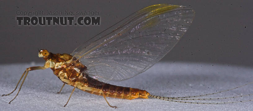 Female Ephemerella invaria (Sulphur Dun) Mayfly Spinner from the Namekagon River in Wisconsin