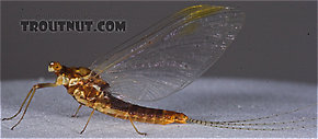 Female Ephemerella invaria (Sulphur Dun) Mayfly Spinner