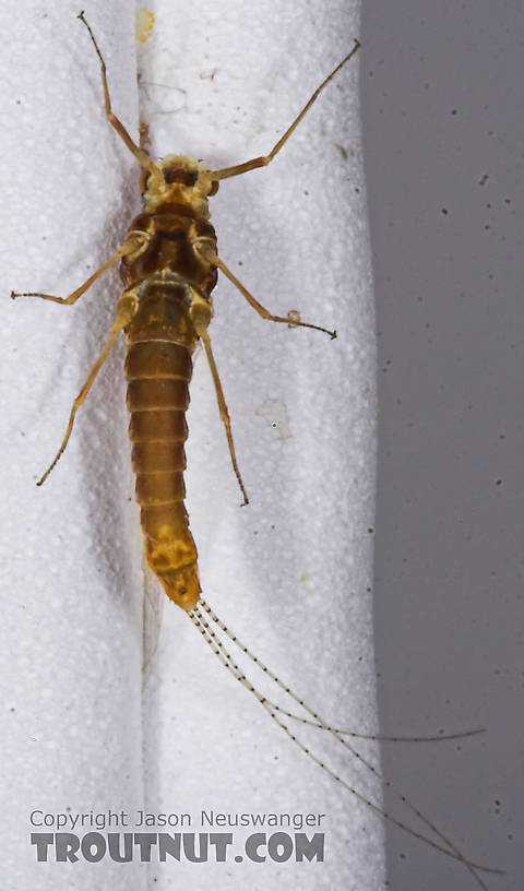 Female Ephemerella invaria (Sulphur Dun) Mayfly Spinner from the Namekagon River in Wisconsin