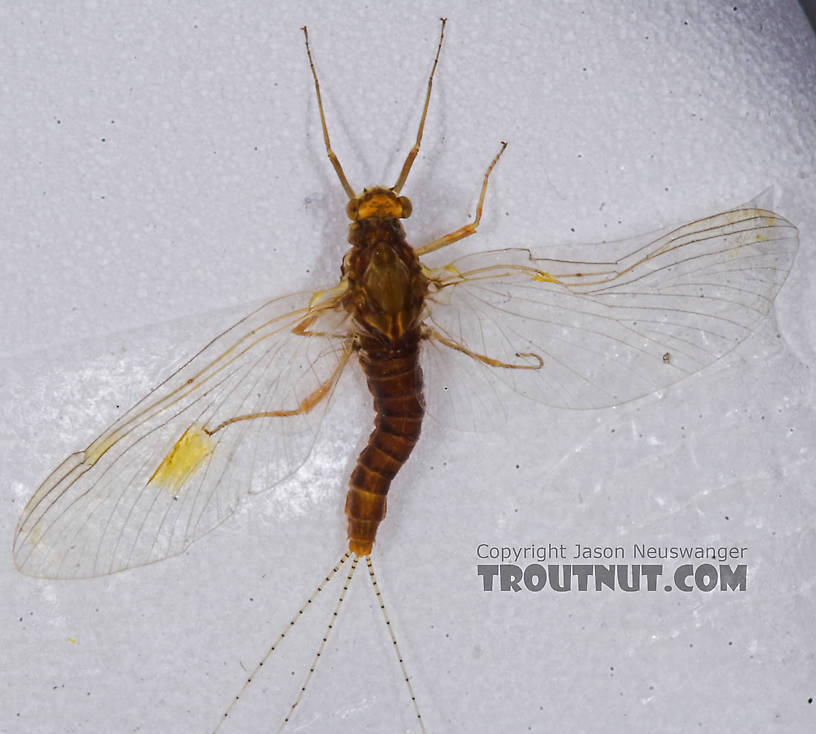 Female Ephemerella invaria (Sulphur Dun) Mayfly Spinner from the Namekagon River in Wisconsin