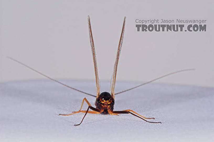 Female Leptophlebia cupida (Borcher Drake) Mayfly Spinner from the Namekagon River in Wisconsin