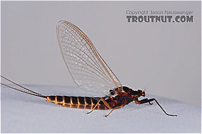 Leptophlebia cupida (Borcher Drake) Mayfly Spinner