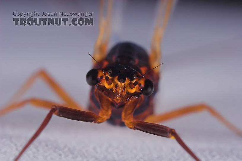 Female Leptophlebia cupida (Borcher Drake) Mayfly Spinner from the Namekagon River in Wisconsin