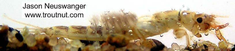 Ephemera simulans (Brown Drake) Mayfly Nymph from the Namekagon River in Wisconsin