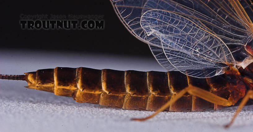 Female Leptophlebia cupida (Borcher Drake) Mayfly Spinner from the Namekagon River in Wisconsin