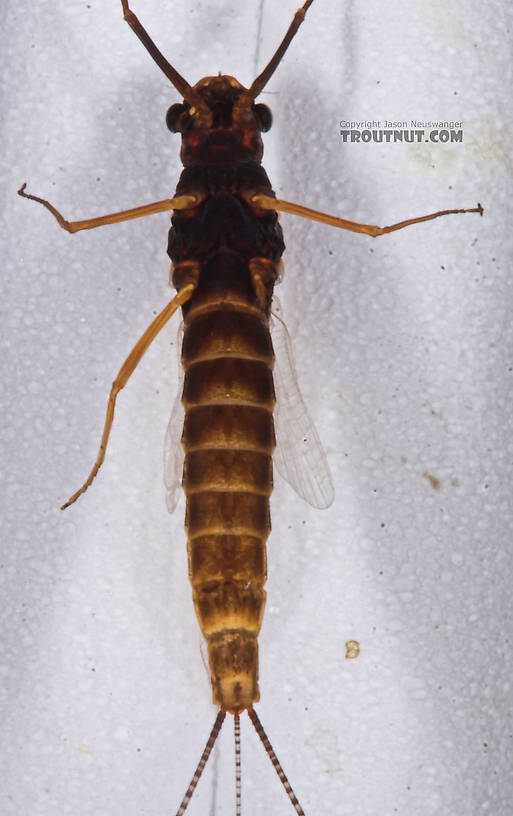 Female Leptophlebia cupida (Borcher Drake) Mayfly Spinner from the Namekagon River in Wisconsin