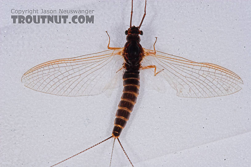 Female Leptophlebia cupida (Borcher Drake) Mayfly Spinner from the Namekagon River in Wisconsin