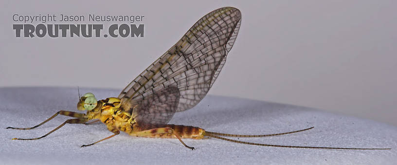 Male Maccaffertium vicarium (March Brown) Mayfly Dun from the Namekagon River in Wisconsin