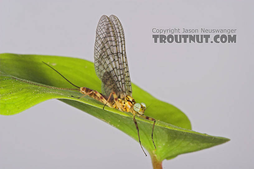 Male Maccaffertium vicarium (March Brown) Mayfly Dun from the Namekagon River in Wisconsin