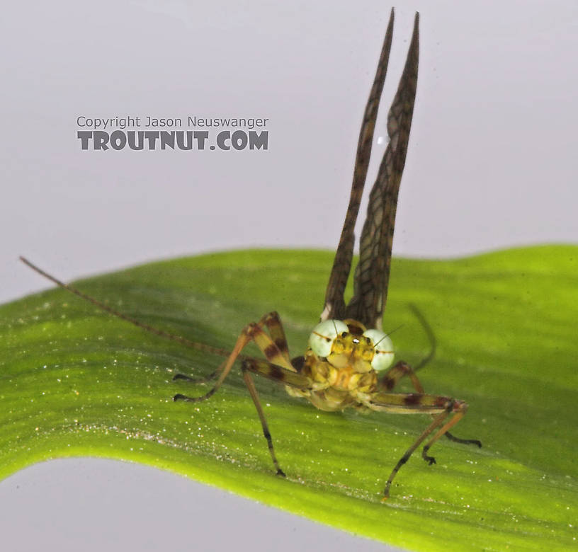 Male Maccaffertium vicarium (March Brown) Mayfly Dun from the Namekagon River in Wisconsin