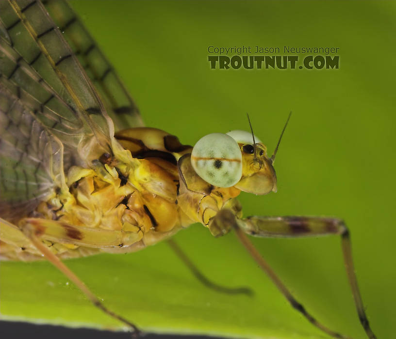 Male Maccaffertium vicarium (March Brown) Mayfly Dun from the Namekagon River in Wisconsin