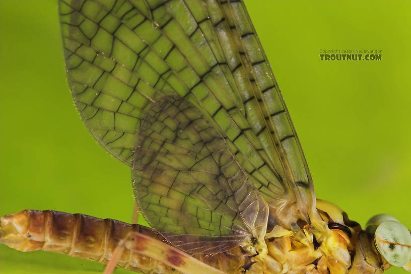 Male Maccaffertium vicarium (March Brown) Mayfly Dun from the Namekagon River in Wisconsin