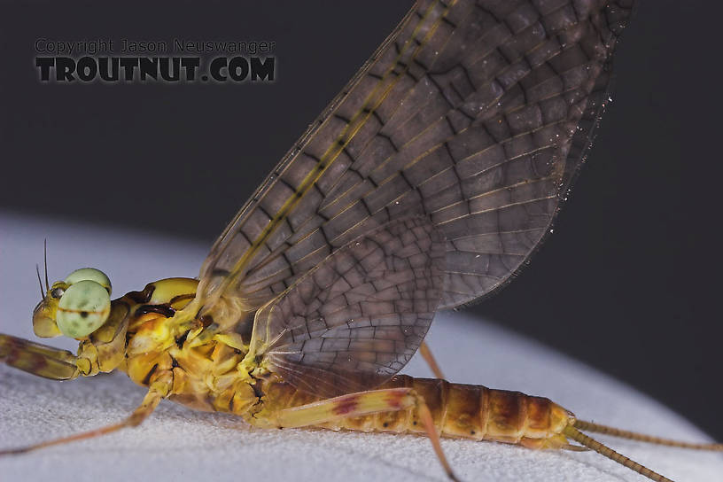 Male Maccaffertium vicarium (March Brown) Mayfly Dun from the Namekagon River in Wisconsin