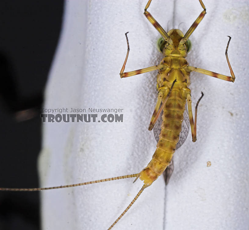 Male Maccaffertium vicarium (March Brown) Mayfly Dun from the Namekagon River in Wisconsin