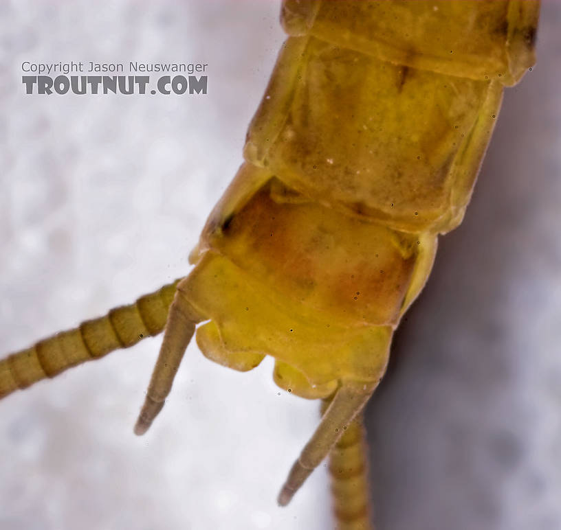 Male Maccaffertium vicarium (March Brown) Mayfly Dun from the Namekagon River in Wisconsin