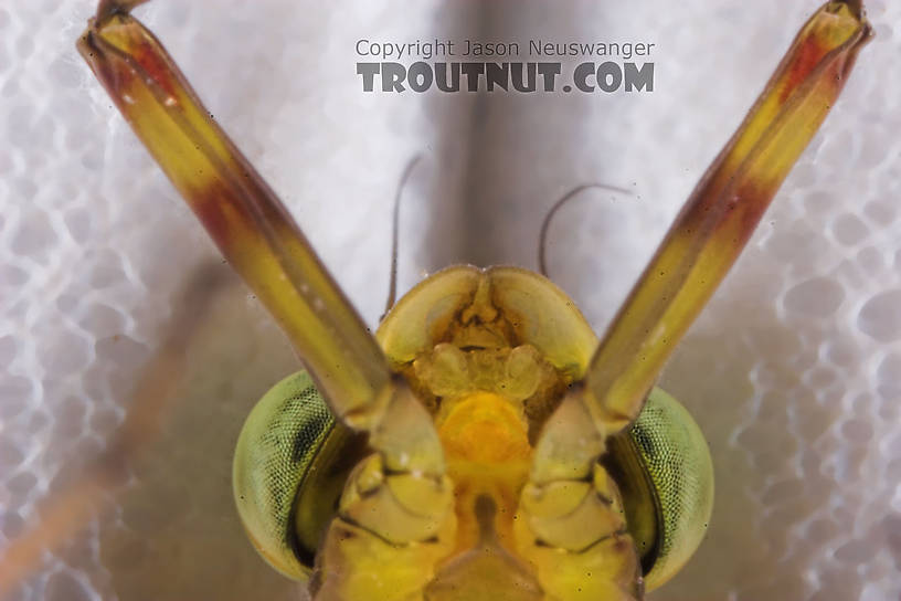 Male Maccaffertium vicarium (March Brown) Mayfly Dun from the Namekagon River in Wisconsin