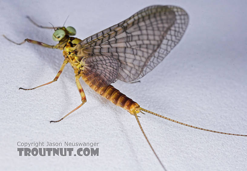 Male Maccaffertium vicarium (March Brown) Mayfly Dun from the Namekagon River in Wisconsin