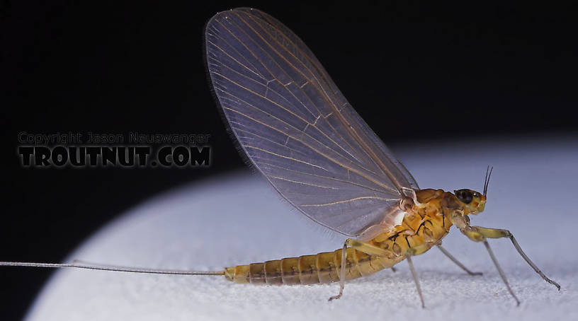 Female Baetidae (Blue-Winged Olives) Mayfly Dun from the Namekagon River in Wisconsin