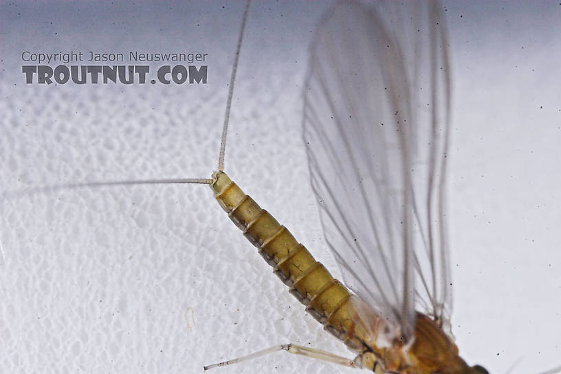 Female Baetidae (Blue-Winged Olives) Mayfly Dun from the Namekagon River in Wisconsin