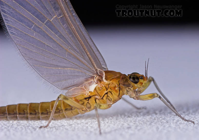 Female Baetidae (Blue-Winged Olives) Mayfly Dun from the Namekagon River in Wisconsin