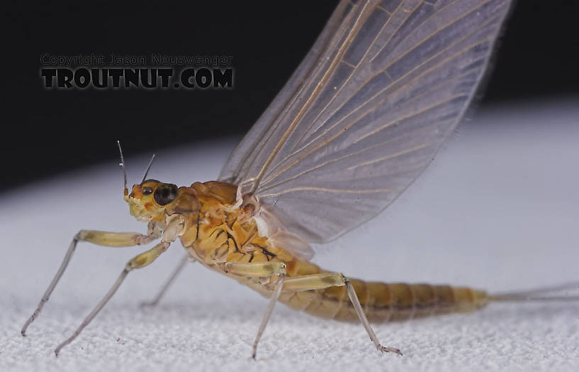 Female Baetidae (Blue-Winged Olives) Mayfly Dun from the Namekagon River in Wisconsin