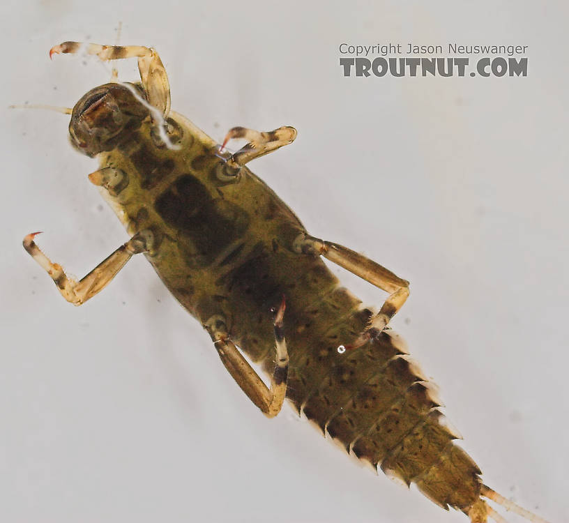 Ephemerella needhami (Little Dark Hendrickson) Mayfly Nymph from the Namekagon River in Wisconsin