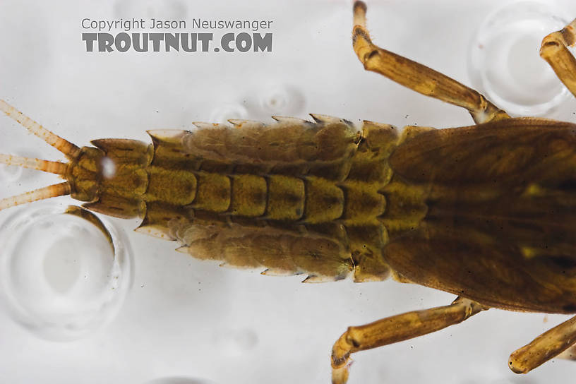 Ephemerella needhami (Little Dark Hendrickson) Mayfly Nymph from the Namekagon River in Wisconsin